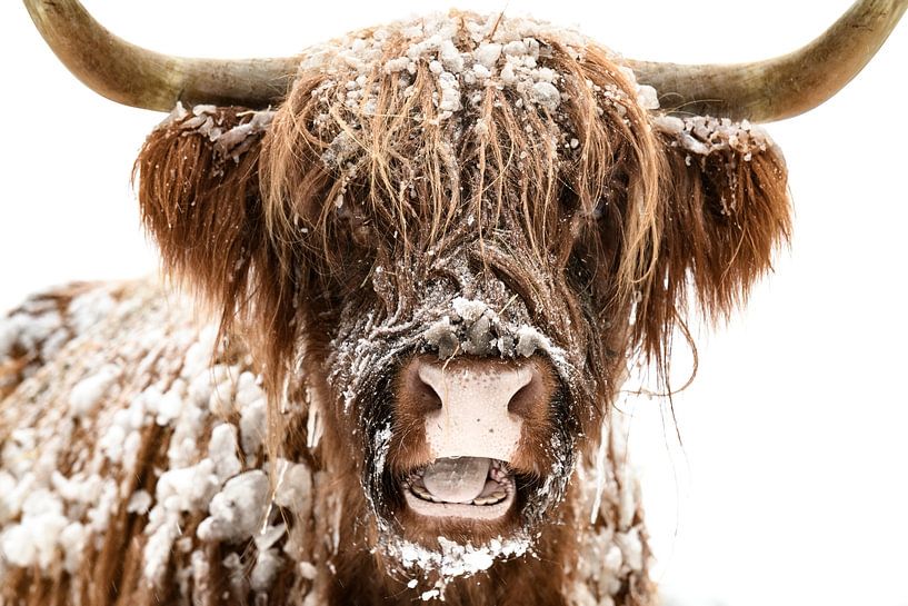 Schotse Hooglander in de sneeuw van Sjoerd van der Wal Fotografie