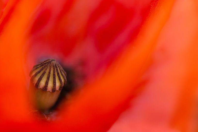 The hart of the poppy van Greetje van Son