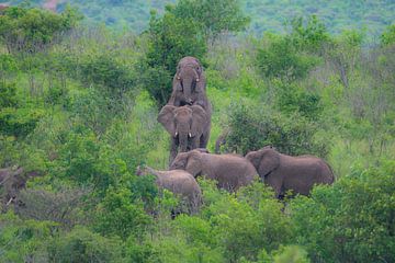 L'accouplement des éléphants sur Melanie van der Rijt