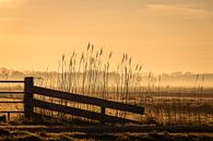 Goldener Morgen im Polder von JPWFoto Miniaturansicht