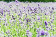 Zomerse paarse lavendel van Ratna Bosch thumbnail