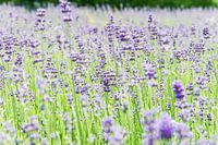 Lavande violette d'été