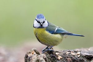 Mésange bleue (Cyanistes caeruleus) sur Dirk Rüter