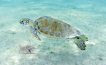 Vliegende zeeschildpad, Bonaire van Joseph M. Bowen Photography