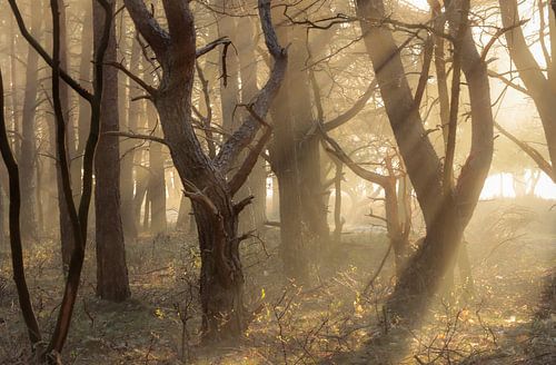 Dansende bomen onder de zonsopgang van Adriana Luxwolda