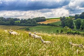 The sheep on dry land by Judith Reinders-Peters