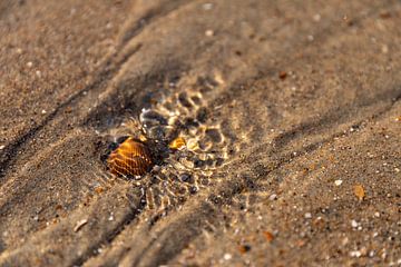 Shell in the water by Percy's fotografie