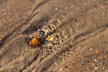 Schelp in het water