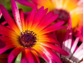 Fleur III - flowers by Herma Egberts