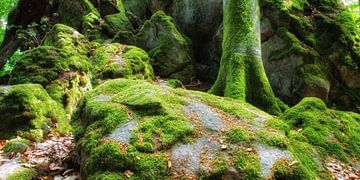 Moss overgrown stones and rocks by marlika art