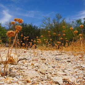 Fleurs du désert sur Marlies van den Hurk Bakker