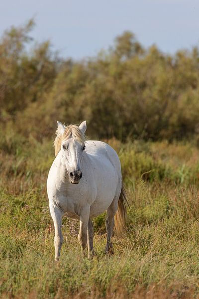 Wild horse in the Camargue by Dirk Rüter