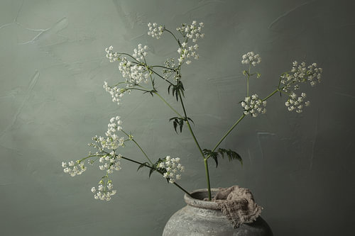 Eternally Blooming Cow Parsley