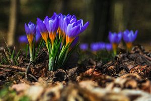 Concept flora : Wildlife