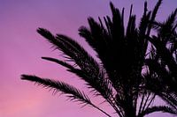 Silhouette einer Palme