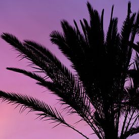 Silhouet van palmboom van Bjarne Vijfvinkel