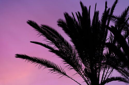 Silhouette of palm tree