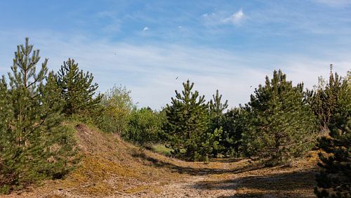 De rust van het natuurgebied Westenschouwen