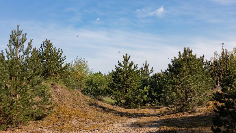 De rust van het natuurgebied Westenschouwen van Percy's fotografie