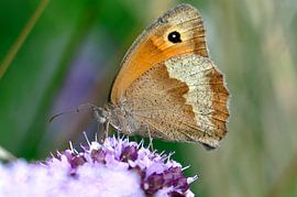 Butterfly enjoyment of wild thyme
