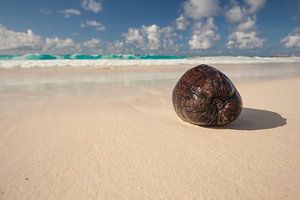 Noix de coco sur Paradise Beach