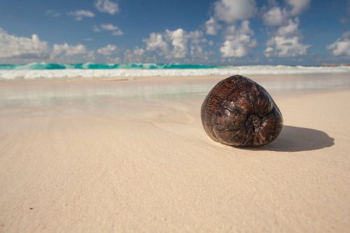 Noix de coco sur Paradise Beach