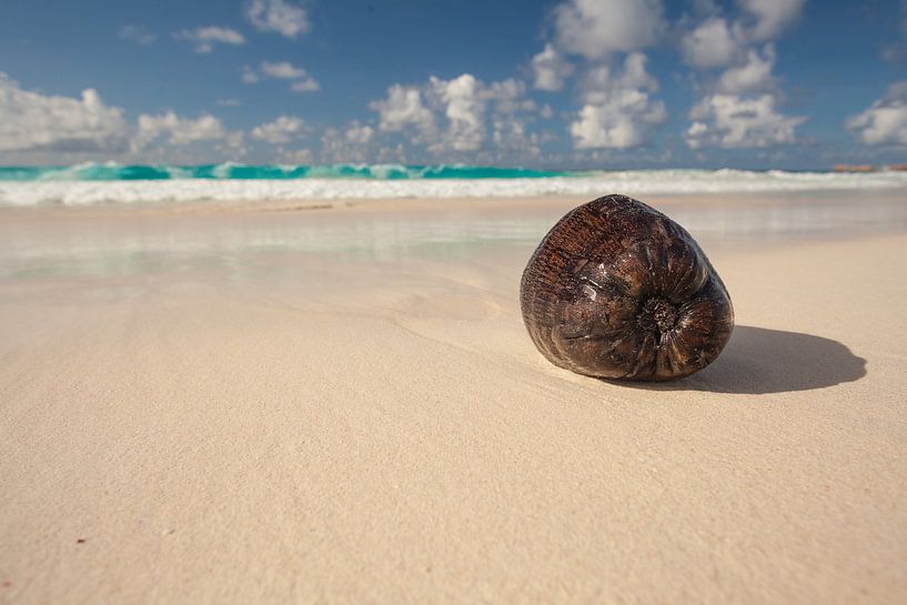 Kokosnuss am Paradies Strand von Jiri Viehmann