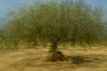 OLIJFBOOM (PEP VENTOSA TECHNIEK)