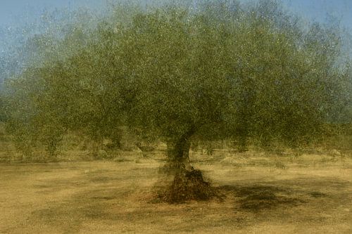 OLIVENBAUM (PEP-VENTOSA-TECHNIK)