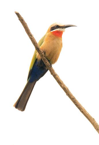 Red-throated bee eater in Tanzania