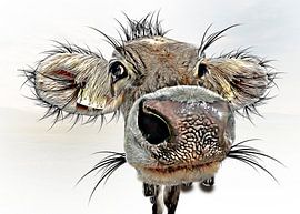 Adele by Peter Roder