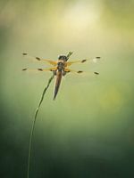 Libellule à quatre points (Libellula quadrimaculata)