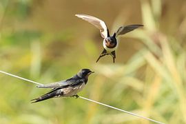 Schwalbe von Rinnie Wijnstra (FotoAmeland )