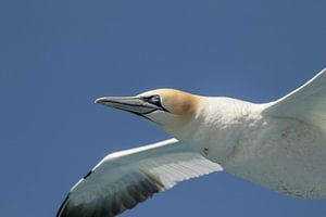 Jan-van-Gent (Morus bassanus) vliegt op korte afstand over. van Tanja van Beuningen