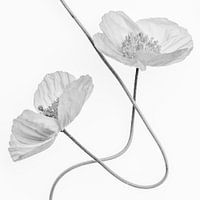 Swinging poppies