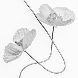 Swinging poppies van Christl Deckx