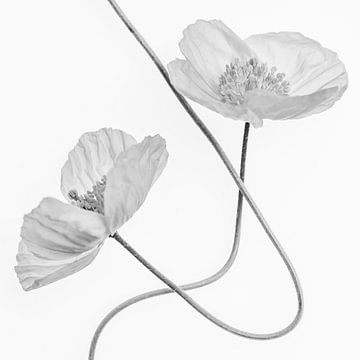Swinging poppies von Christl Deckx