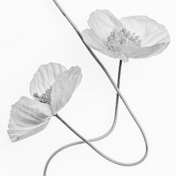 Schwingende Mohnblumen von Christl Deckx