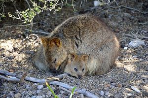 Protected by the quokka mum