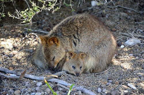 Beschermd door de quokka mama