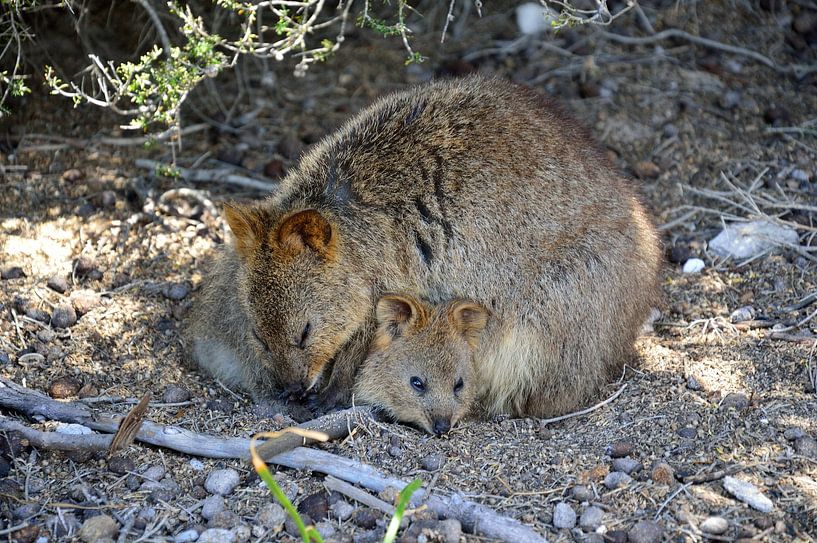Beschützt von der Quokka-Mutter von Frank's Awesome Travels