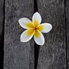 Die Frangipani Blüte oder Pumeria Blüte, auf einem Holzboden von Fotos by Jan Wehnert