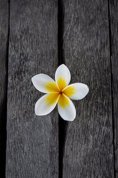 Die Frangipani Blüte oder Pumeria Blüte, auf einem Holzboden von Fotos by Jan Wehnert