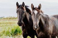 Two horses