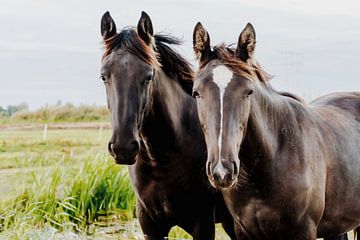 Twee paarden van Consala van  der Griend