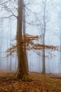 Tranquillité en forêt - hêtraie dans le brouillard