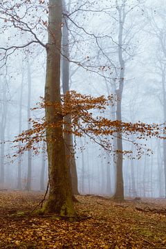 Waldruhe - Buchenhain im Nebel - Deutscher Herbstwald von Dirk Wüstenhagen