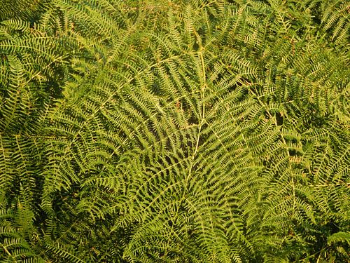 abstract groen lijnen