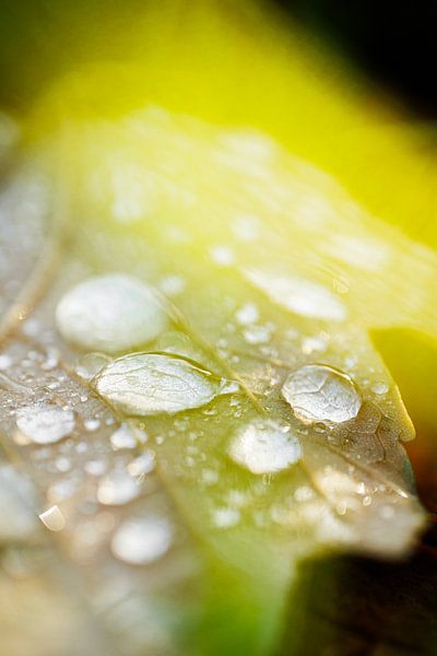 Drops on a leaf by Jan