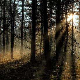 Wald mit untergehender Sonne von Kees de Knegt
